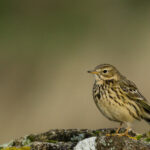 Pipit farlouse